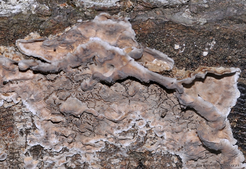 Una Aphyllophorales un p vecchia..(Bjerkandera adusta)